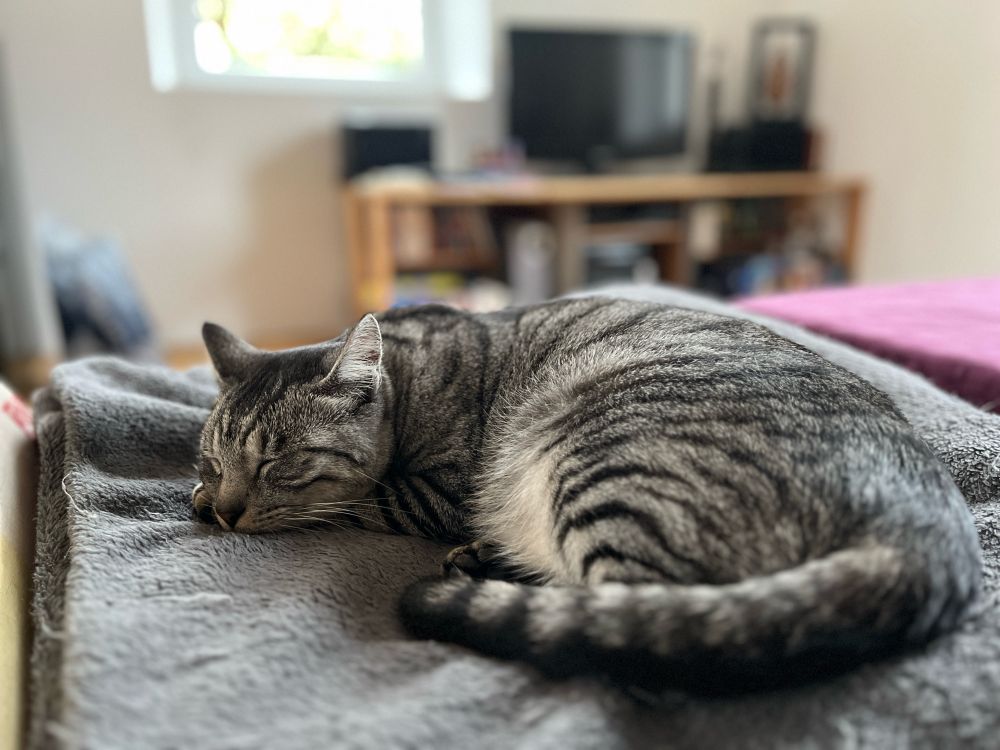 Petit pyjama rayé, chat tigré gris, dors paisiblement sur un plaid, la tête posée sur ses pattes avant.