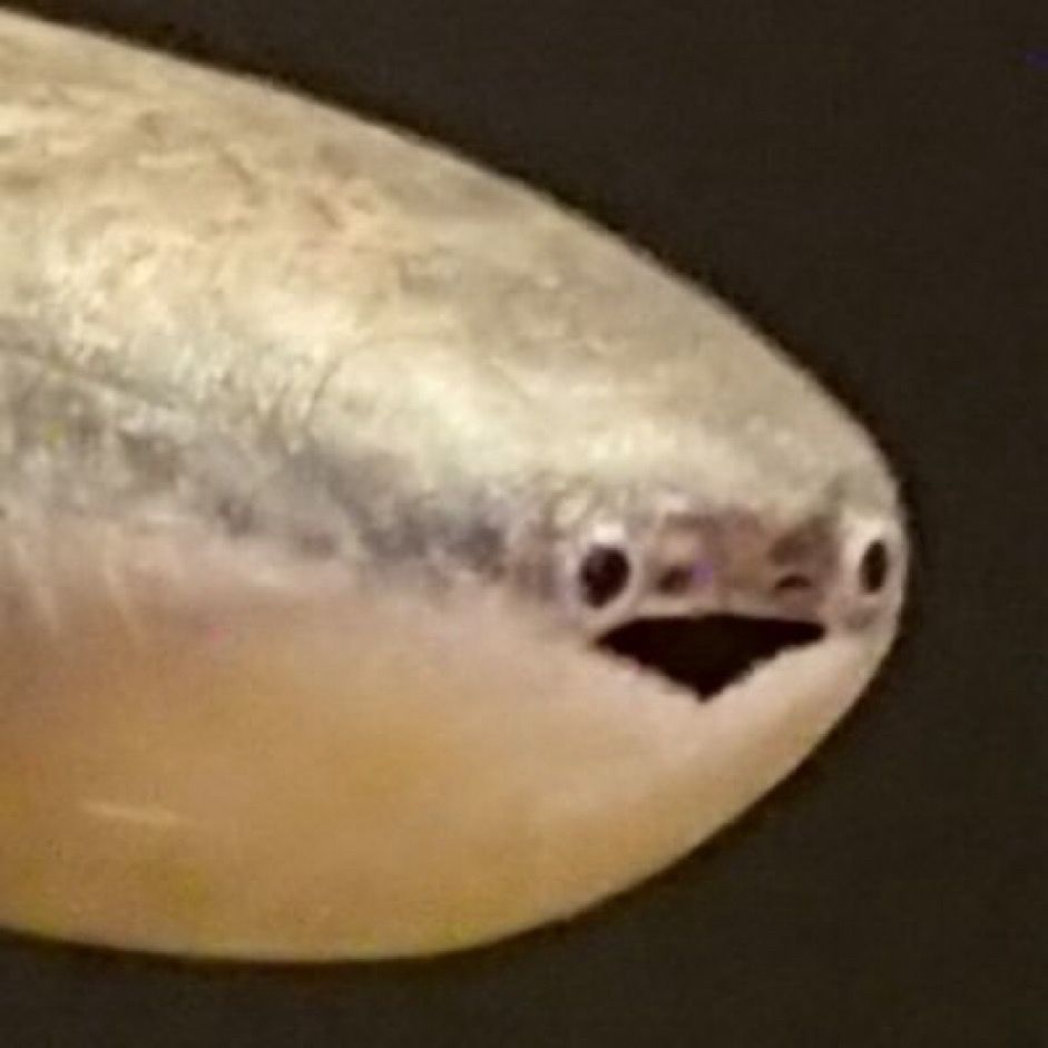Zoomed in picture of a Sacabambaspis, which is an extinct fish from the genus of jawless fish from the Ordovician period. It has two black eyes with a very amusingly shaped mouth that makes it look silly.