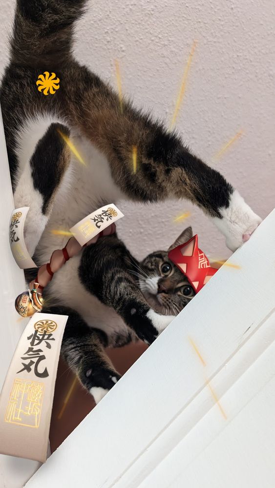 my cat Bear, photoshopped to look like Kiriko from Overwatch