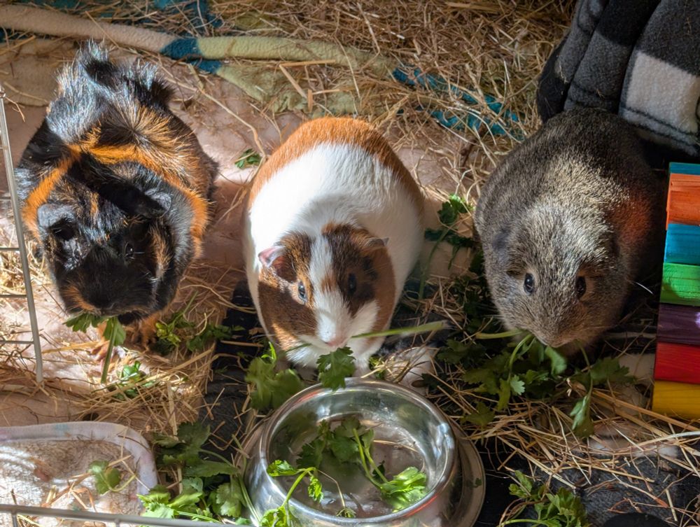 Three guinea pigs eating parsley and coriander. Left to right: Hazel, Liliwen & Lady. They have a gay tunnel