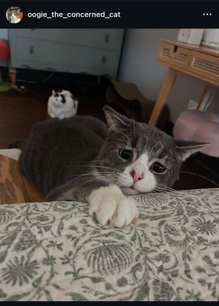 A photo post from oogie_the_concerned_cat on Instagram. Oogie is a grey cat with white paws and a white nose and mouth. His ears are airplane-like and his front right paw is reaching out onto the bed while he lays down on a small ottoman nearby. Most importantly, his pupils are SO big and his eyebrows are scrunkled. His expression is reminiscent of a young child who just watched his favorite toy fall into a crack, but it’s pointed directly at the camera.

In the background is a white and black cow cat. He’s not essential to the image, but I just needed you to know that his name is Freddie Purrcury.
