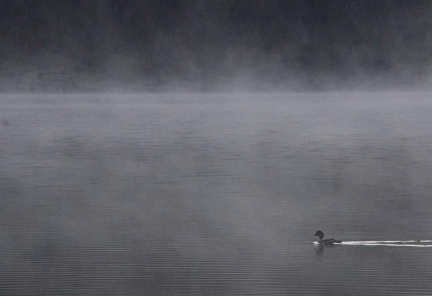 Loon on lake in the mist