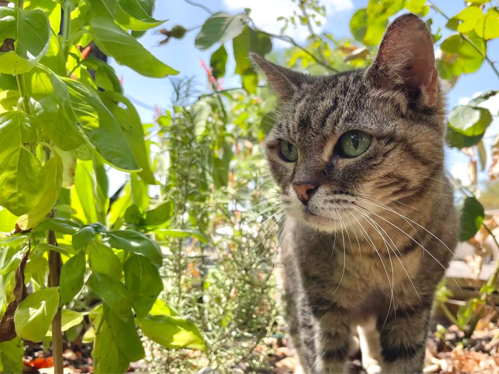 A little tabby cat standing next to basil and rosemary on a sunny day