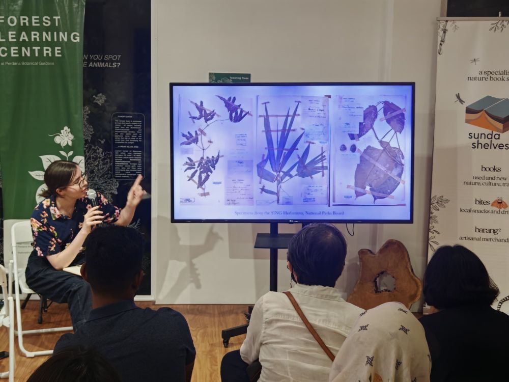 Author is pointing at a slide featuring three herbarium sheets