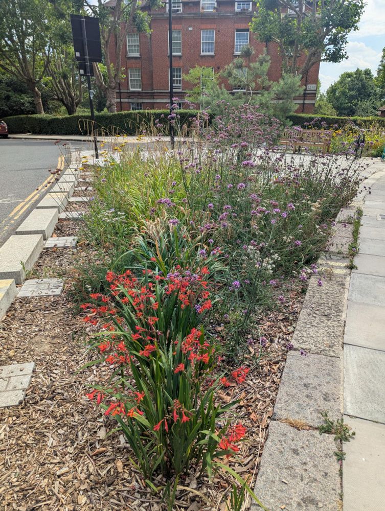 Photo of planted beds with colourful flowers in a pavement 