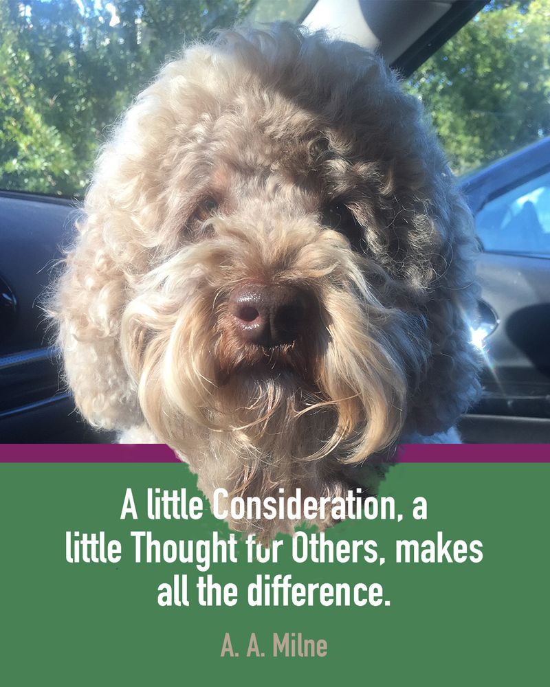 brown labradoodle with quote: “A little Consideration, a little Thought for Others, makes all the difference.”

A. A. Milne
