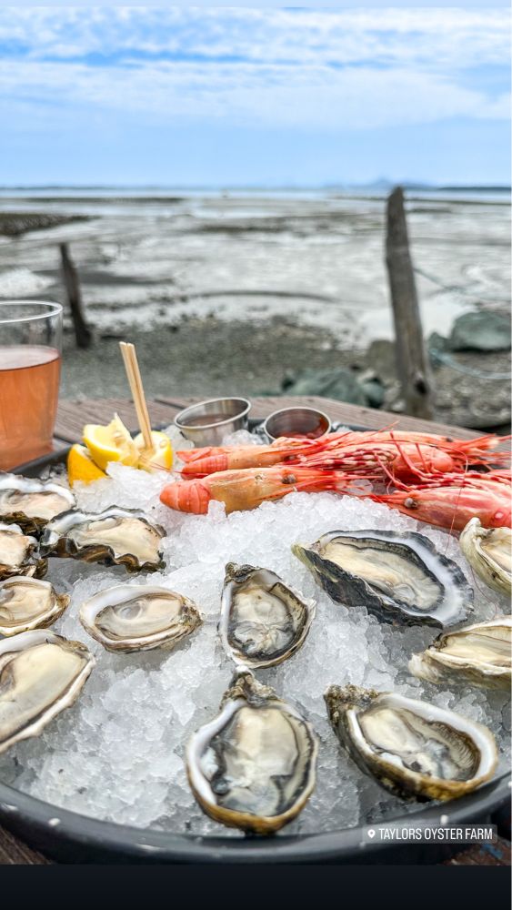 A plate of opened raw oysters and cooked spot prawns in front of an oyster farm. 