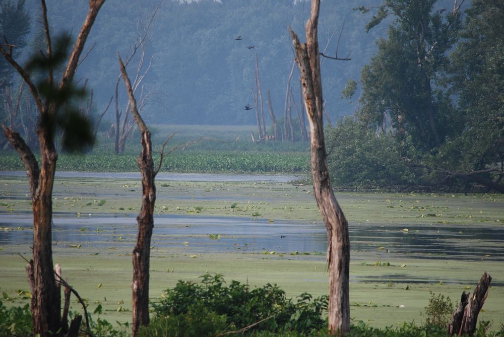 A view across a swampy area between several trees.