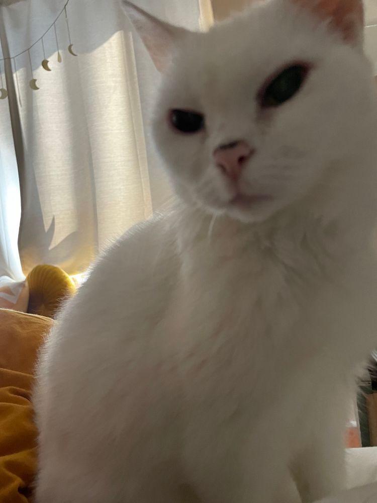 Stern white cat