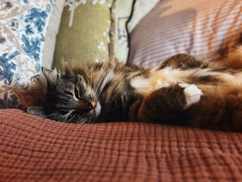 A mackerel tabby cat snoozes with eyes half open on a pink bed throw.