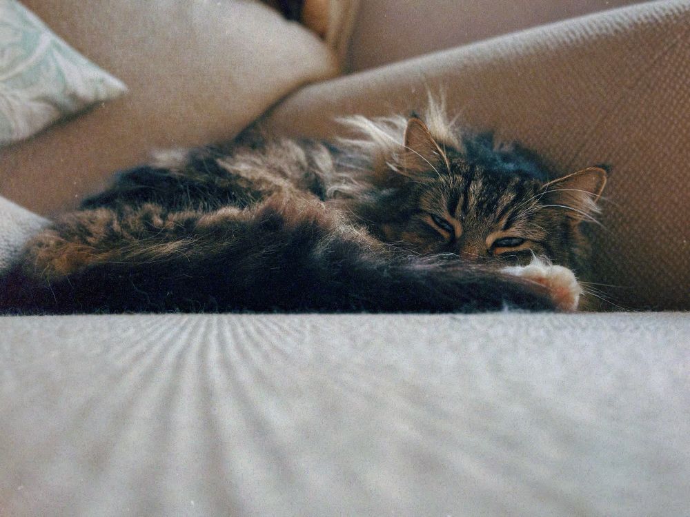 A mackerel tabby sleeps with eyes half open on a cream sofa.
