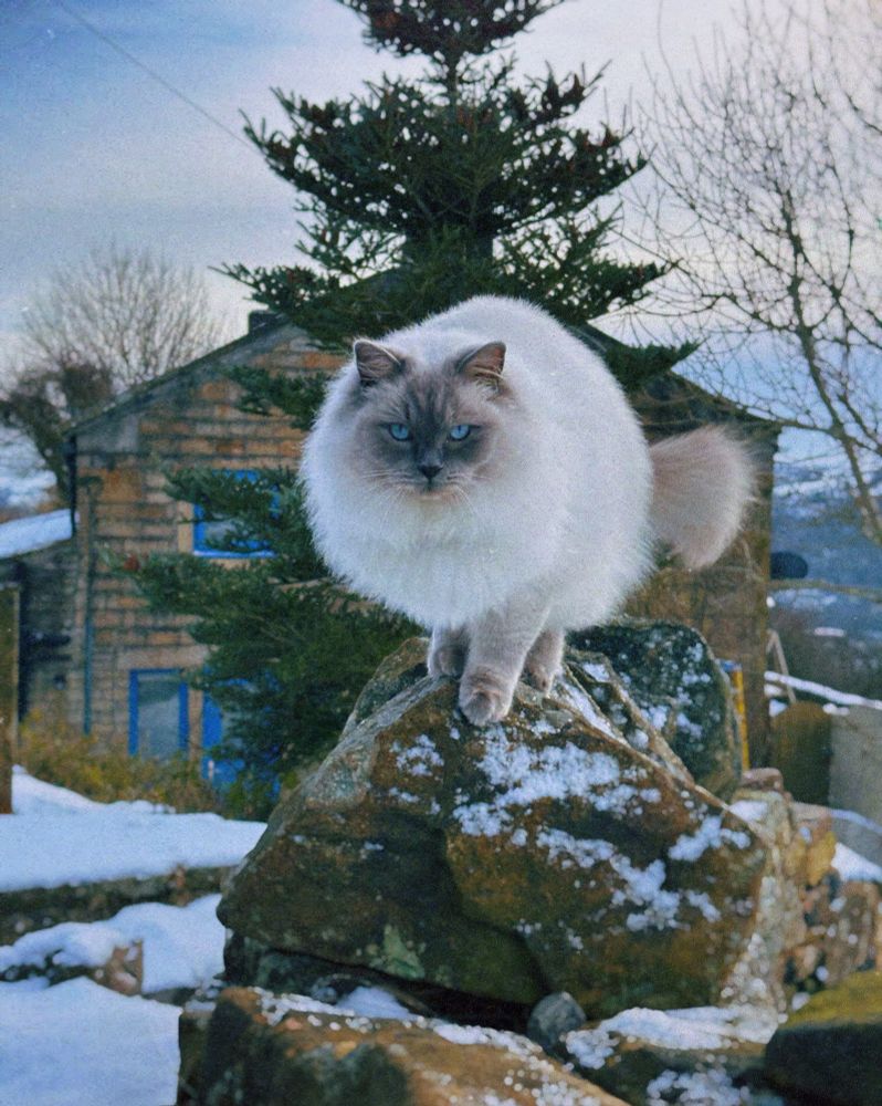 A ragdoll sits on a snowy dry stone wall looking toward the camera.