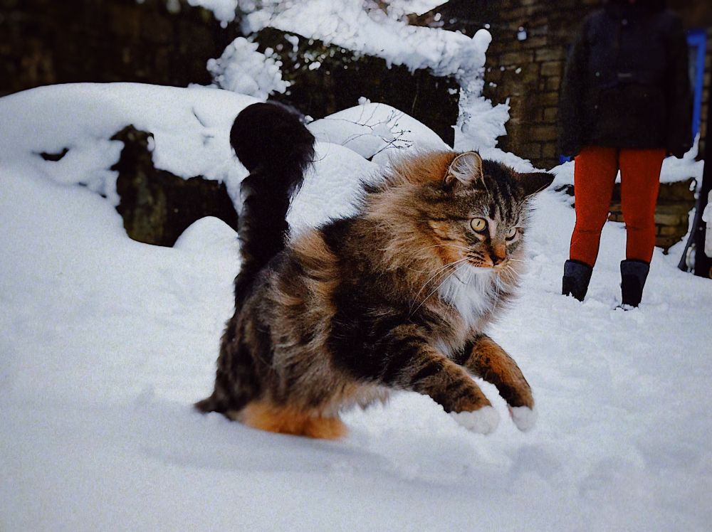 A mackerel tabby pounces in the snow.
