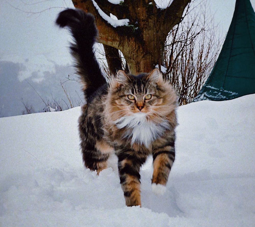 A mackerel tabby running toward the camera through deep snow.