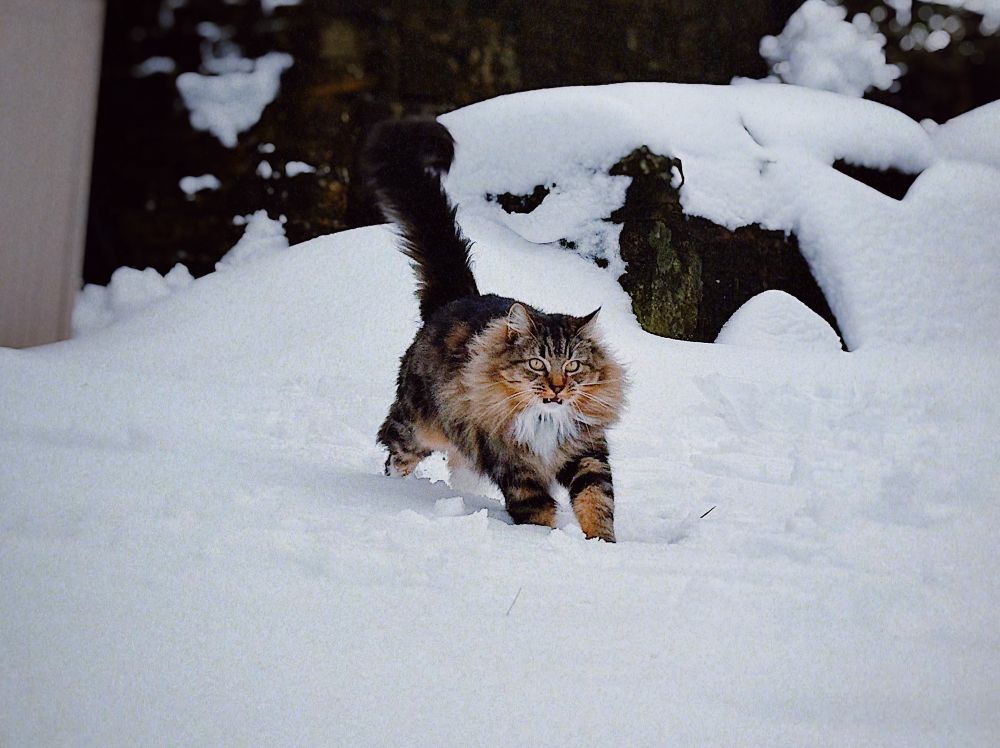 A mackerel tabby mid meow running toward the camera through deep snow.