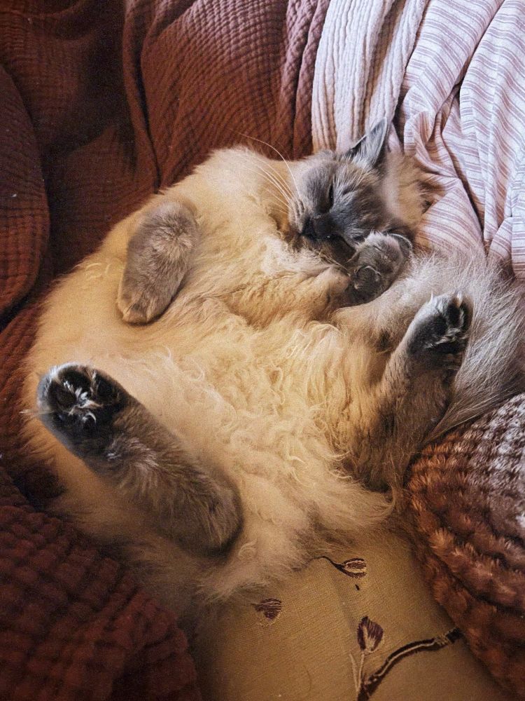 A ragdoll cat lies on his back with his back feet in the air.