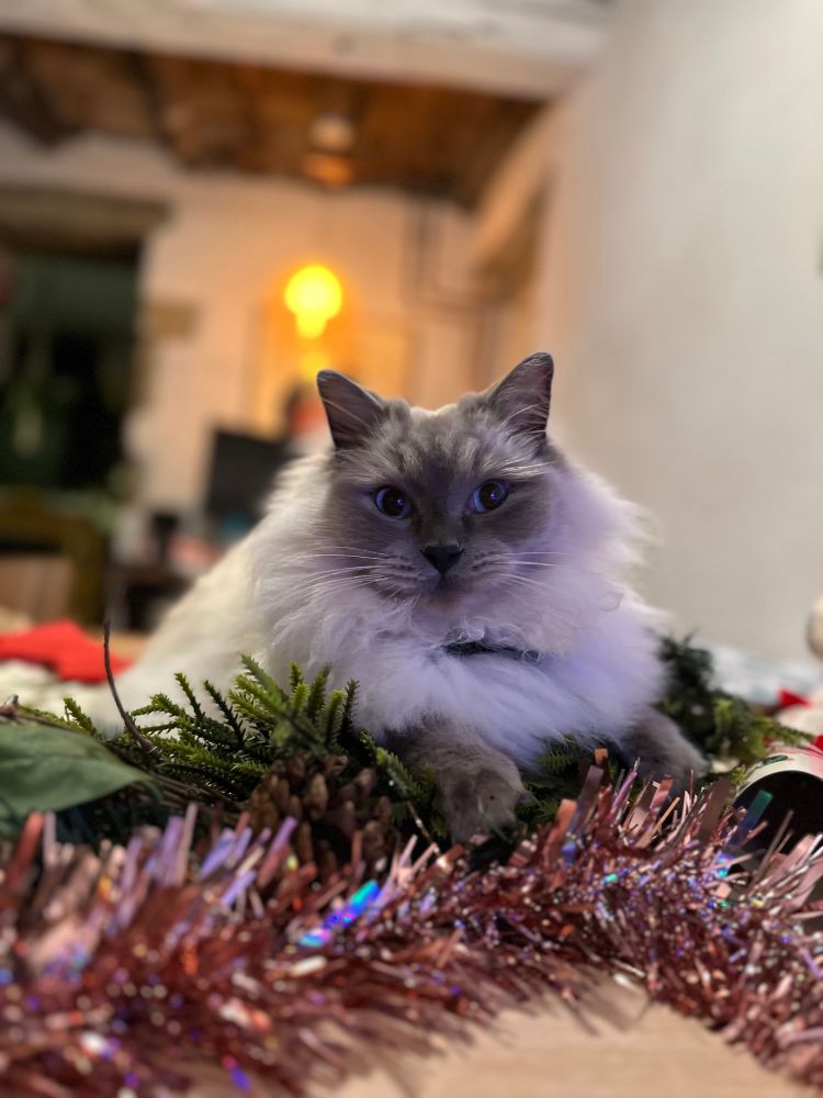 A ragdoll cat sits on tinsel
