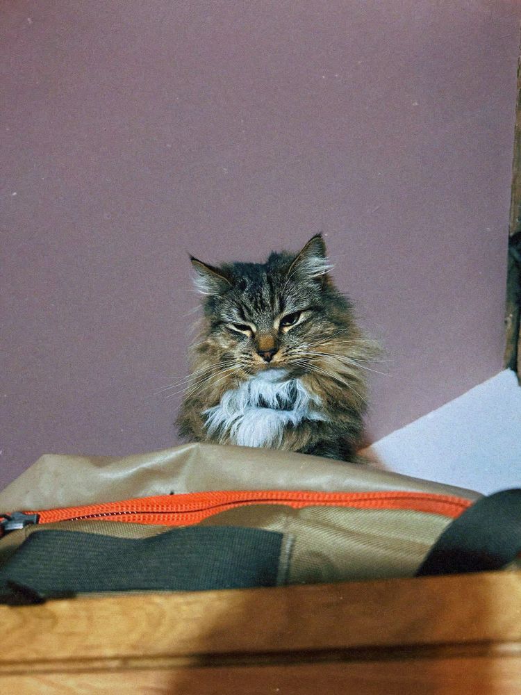 An awakened shabby mackerel tabby cat looks down from the top of a wardrobe. 