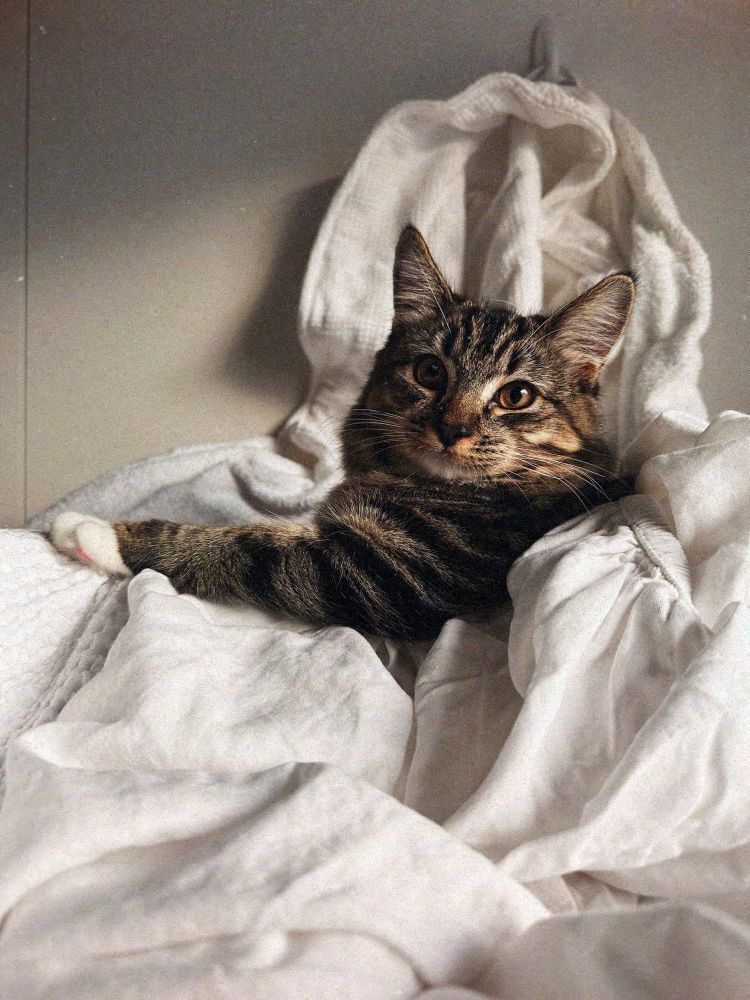 A mackerel tabby cat surrounded by white bed sheets with a paw outstretched.