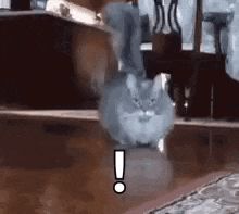 sped-up gif of a fluffy munchkin cat with no visible legs, scurrying toward the screen. a single exclamation point is edited onto the bottom of the screen