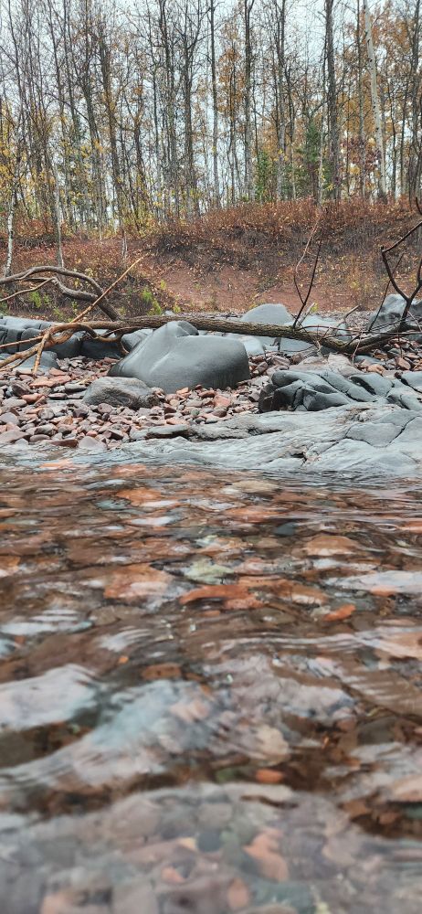 Lake Superior facing shore with rocks in the water and on shore.  Drift wood branch near rocks birch trees in the background.