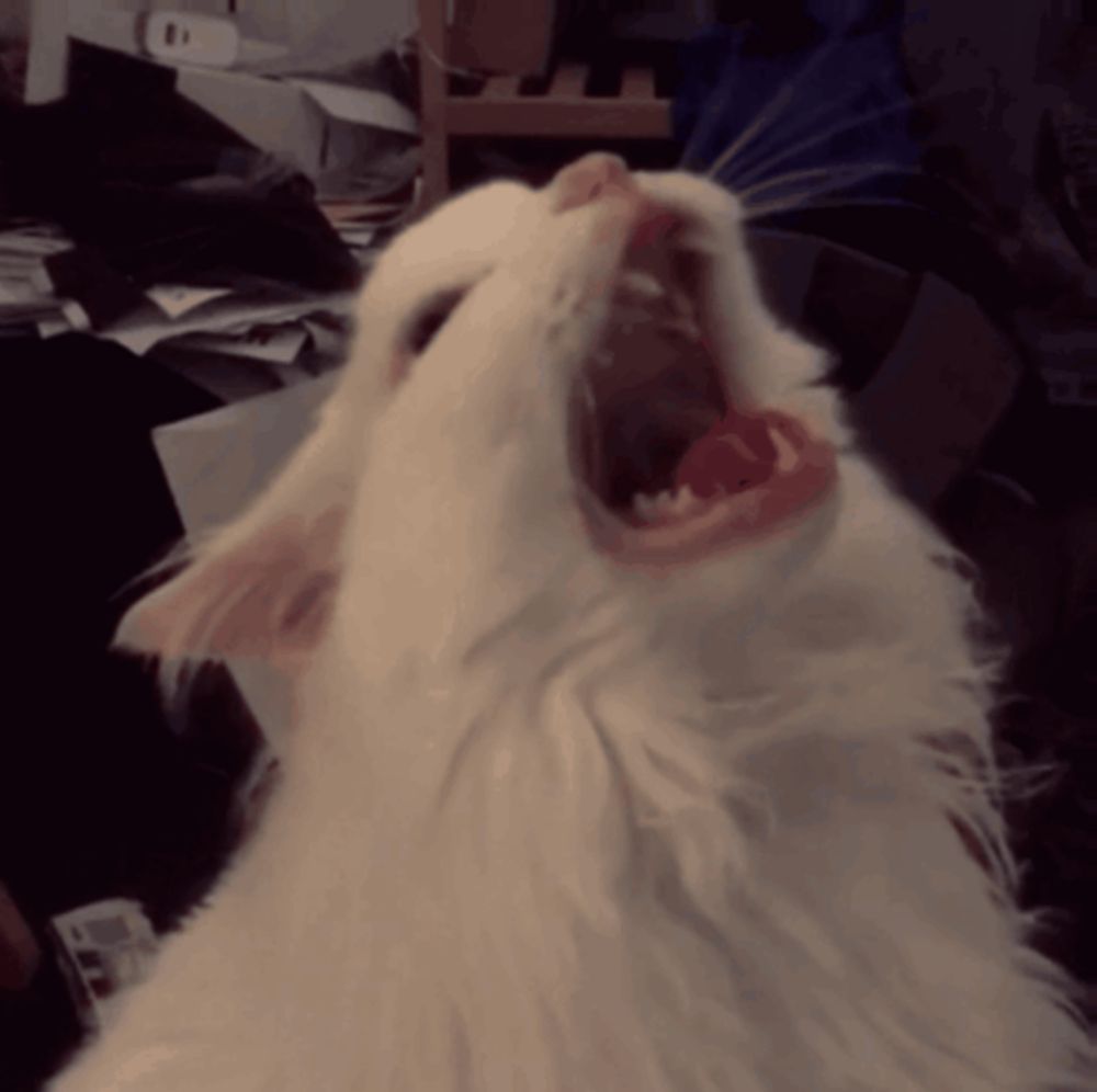 Cat Scream GIF