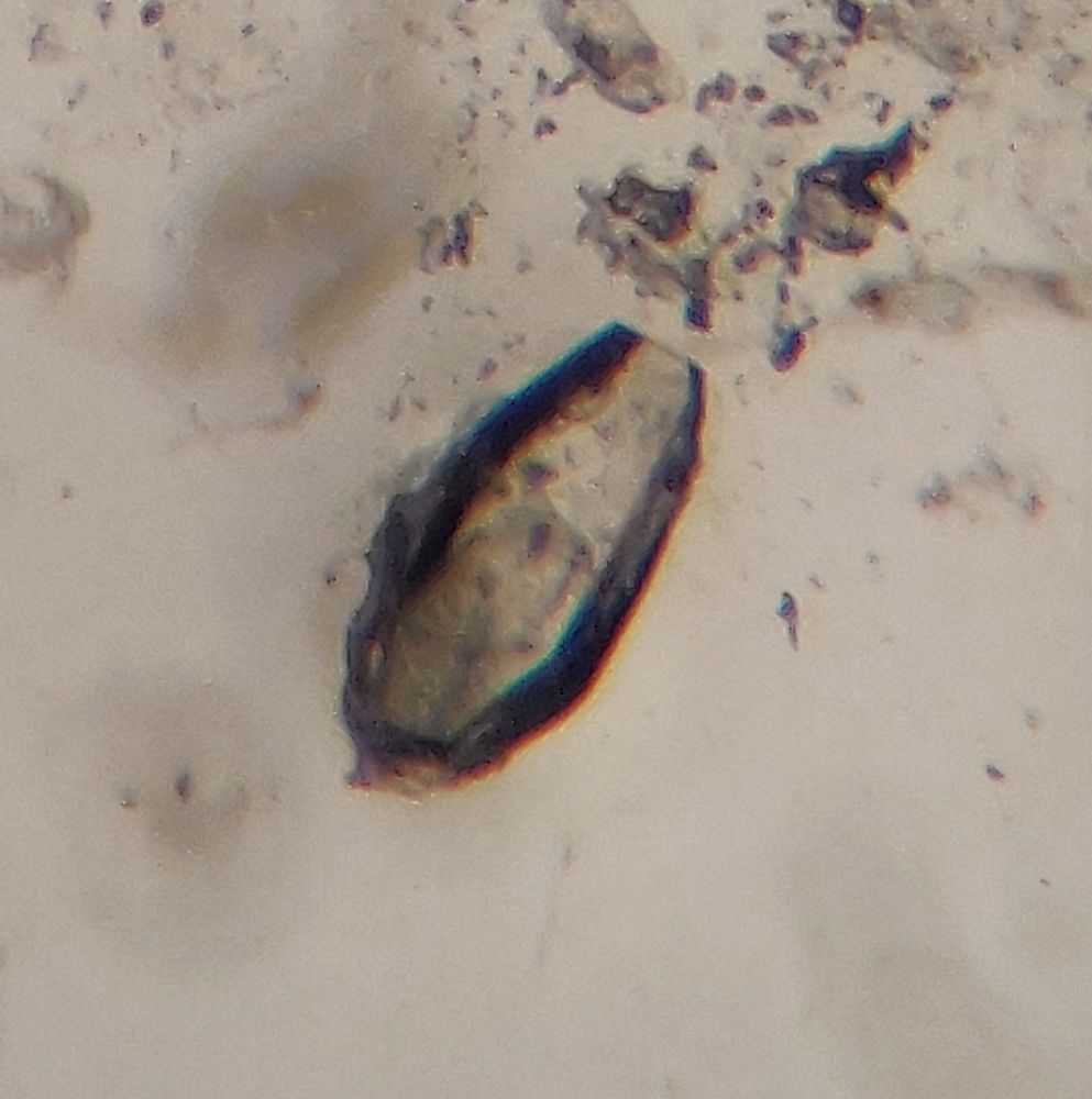 A much, much smaller almost coffin-shaped crystal, looked at under a microscope 