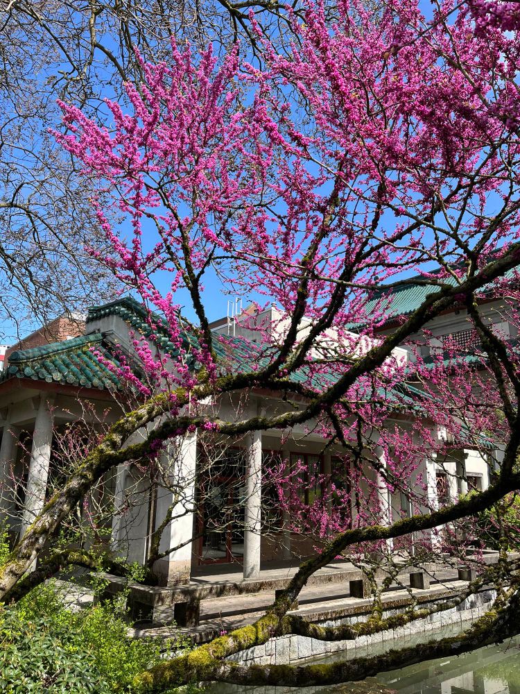 Is this a redbud tree? It's so vibrant!! 