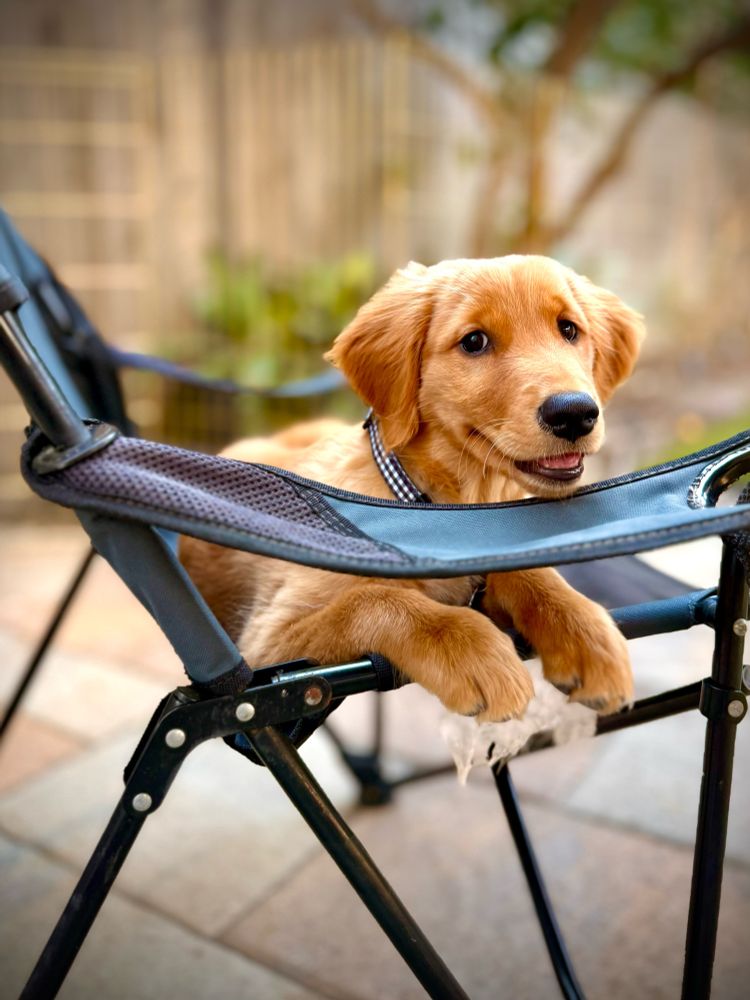 It’s a dog, yo.