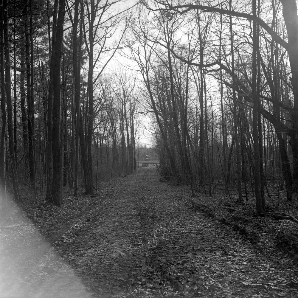 A black and white image shot with a TLR and black and white film of a trail with leaves.