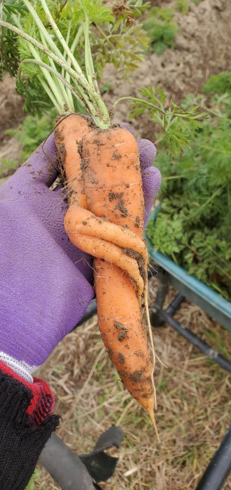 A small carrot growing around a larger carrot in a spiral.
