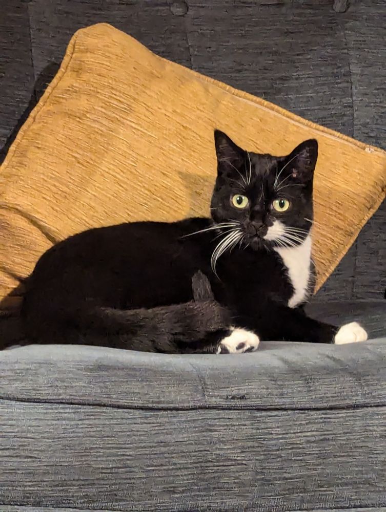 Black and white tuxedo cat with yellow green eyes and little white paws laying on a blue sofa with a yellow cushion behind her, looking quizzically at the camera