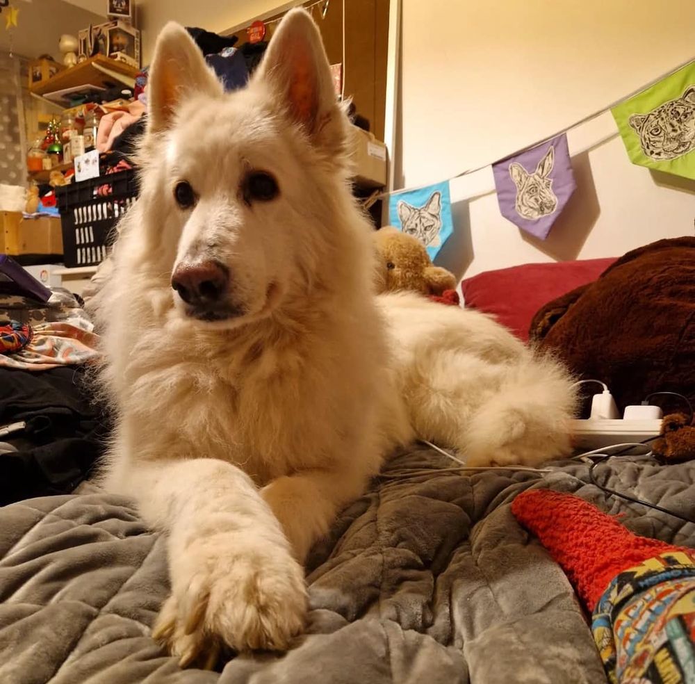 Image of a white German Shepherd dog.