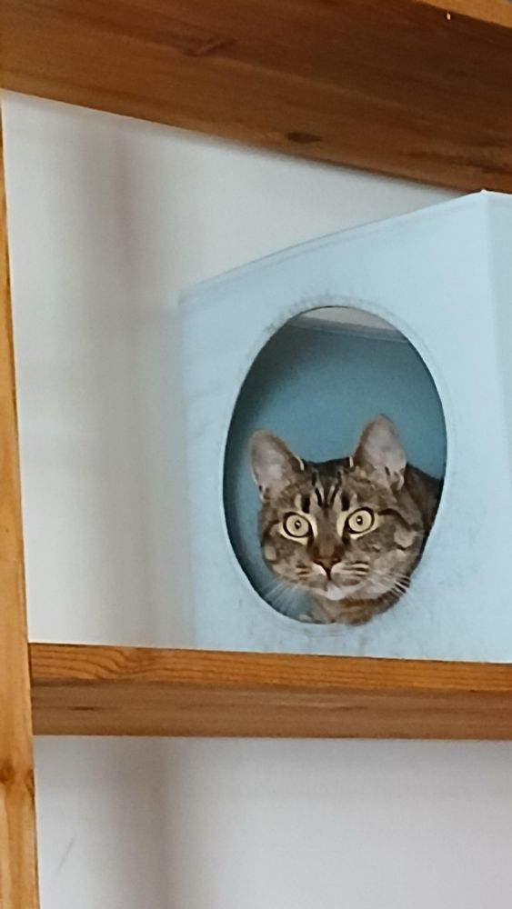 Closeup of a lightblue box with a circular opening on one side is placed on a simple book shelf. Inside is a large brown cat whos round face is visible through the opening. She is staring intently towards the camera.