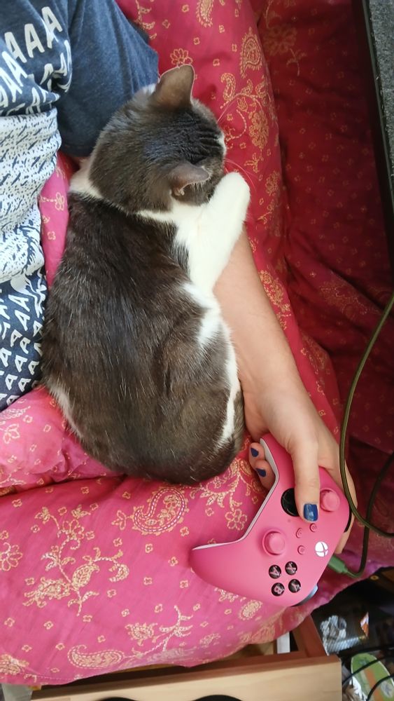 a smal brown-white cat is laying on my lap, cuddling up onto my arm. the same arms hand is holding an xbox controller.