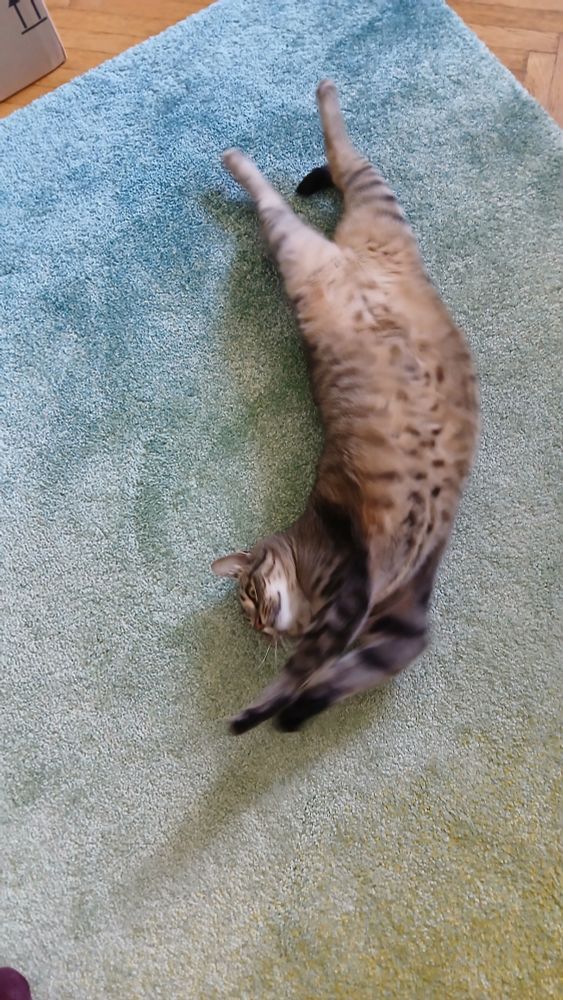 a big fat brown and black striped cat lies on her back, belly exposed. stretching it self, arms and legs outstreched. she is laying on a carpet