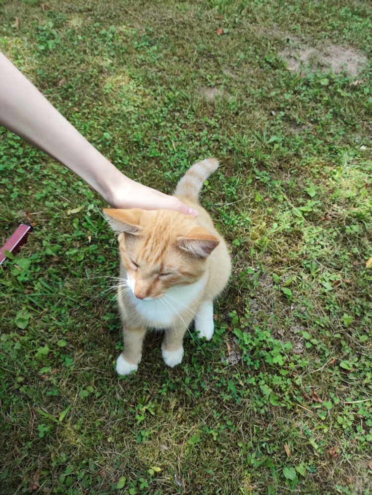 a set of cat images of an orange and white cat being petted in a grassy field. He has a long nose