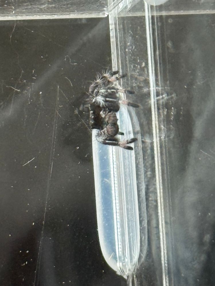 Small male regal jumping spider with black hair and little white trips on its legs. 