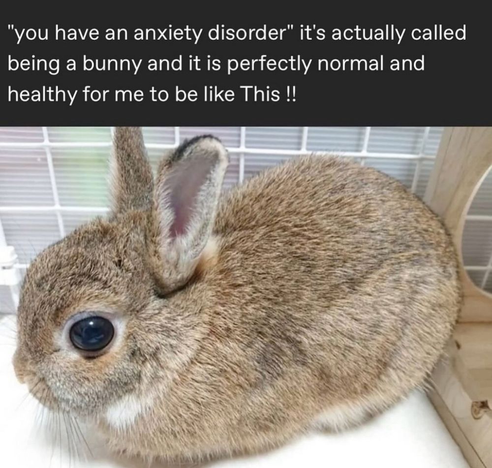“You have an anxiety disorder” it’s actually called being a bunny and it’s perfectly normal to look like this!!!” And it shows a tiny bunny
