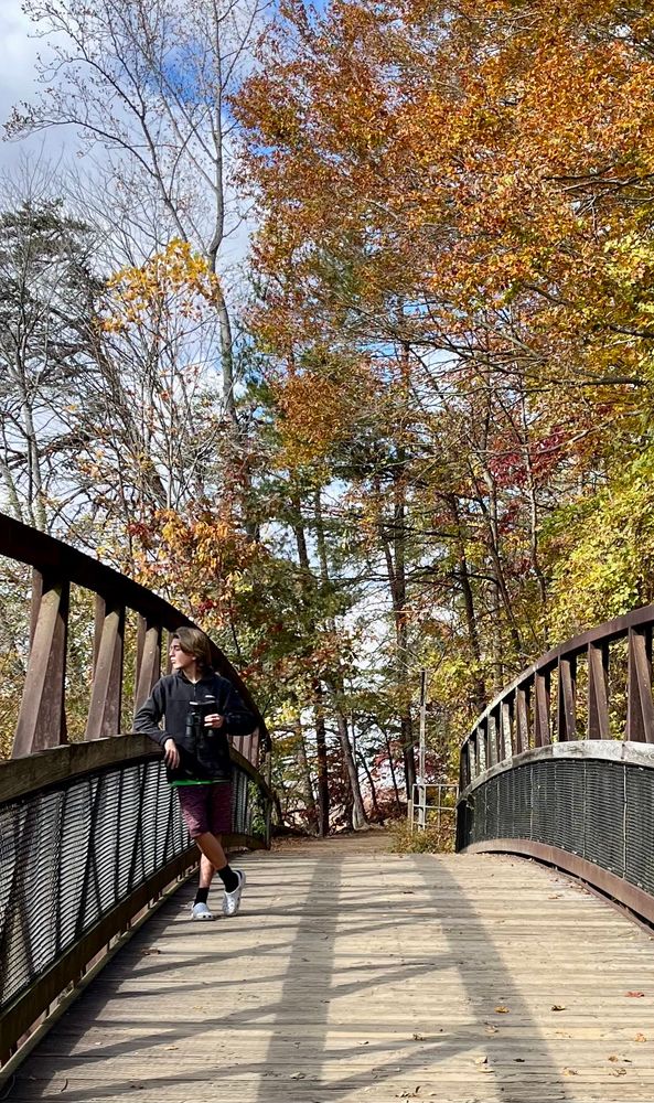 My son on a bridge in the woods