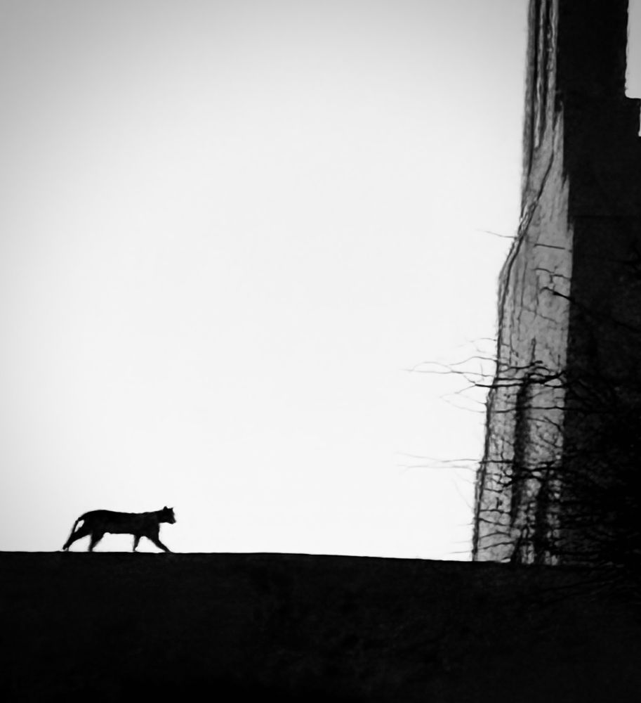 La nuit tous les chats sont gris