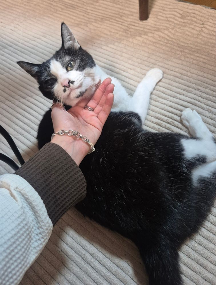 Pou-san le chat de Obāsan. 