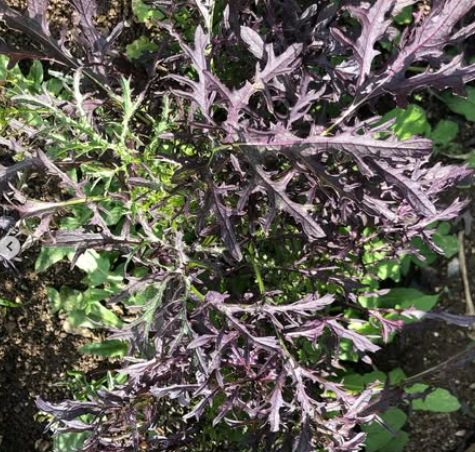 purplish fronds of red mizuna leaves growing in the sun