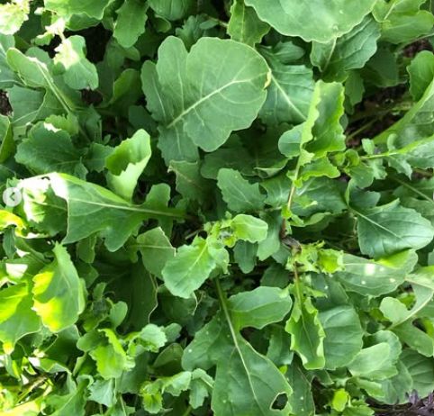 closeup of green rocket leaves in soil on a sunny day