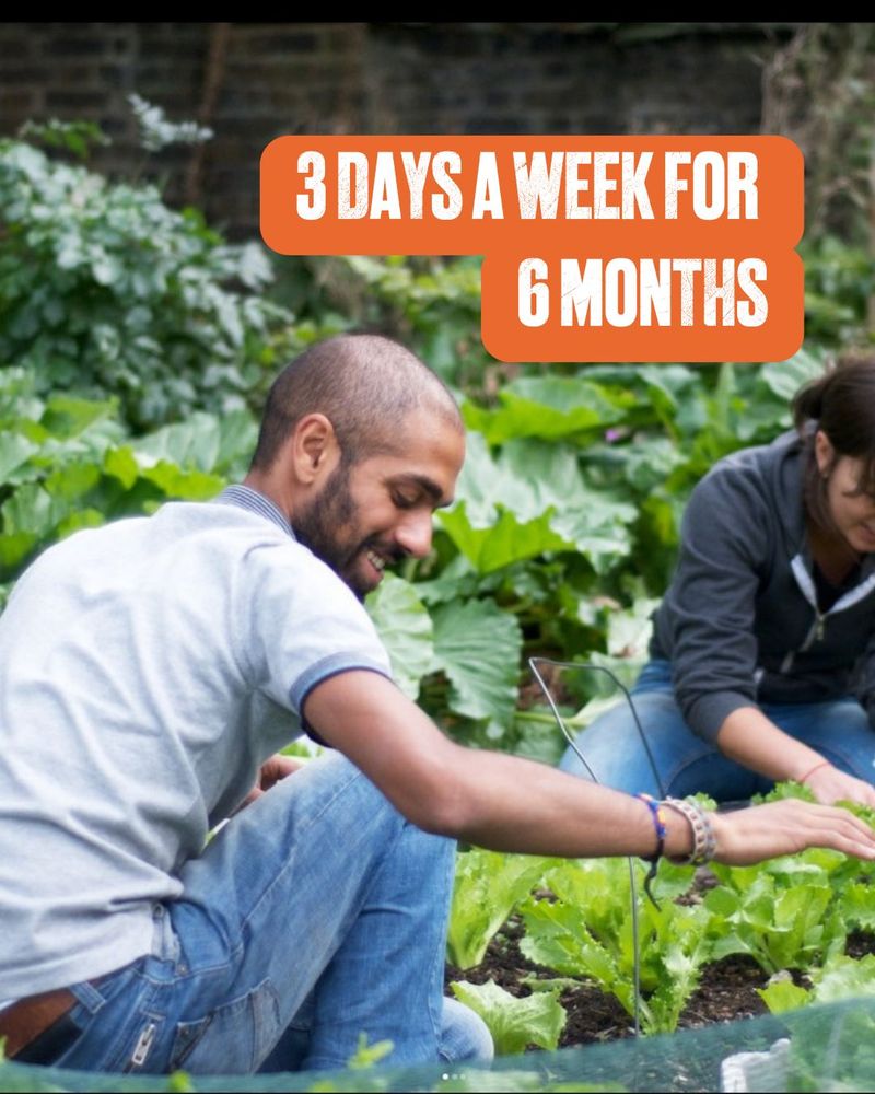 Two people crouching to harvest lettuces with the words 3 days a week for 6 months in foreground