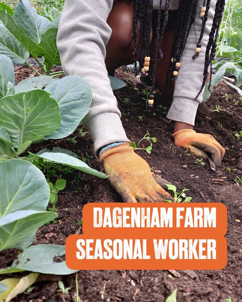 Hands planting out seedlings with the words Dagenham Frm Seaonal Worker in foreground