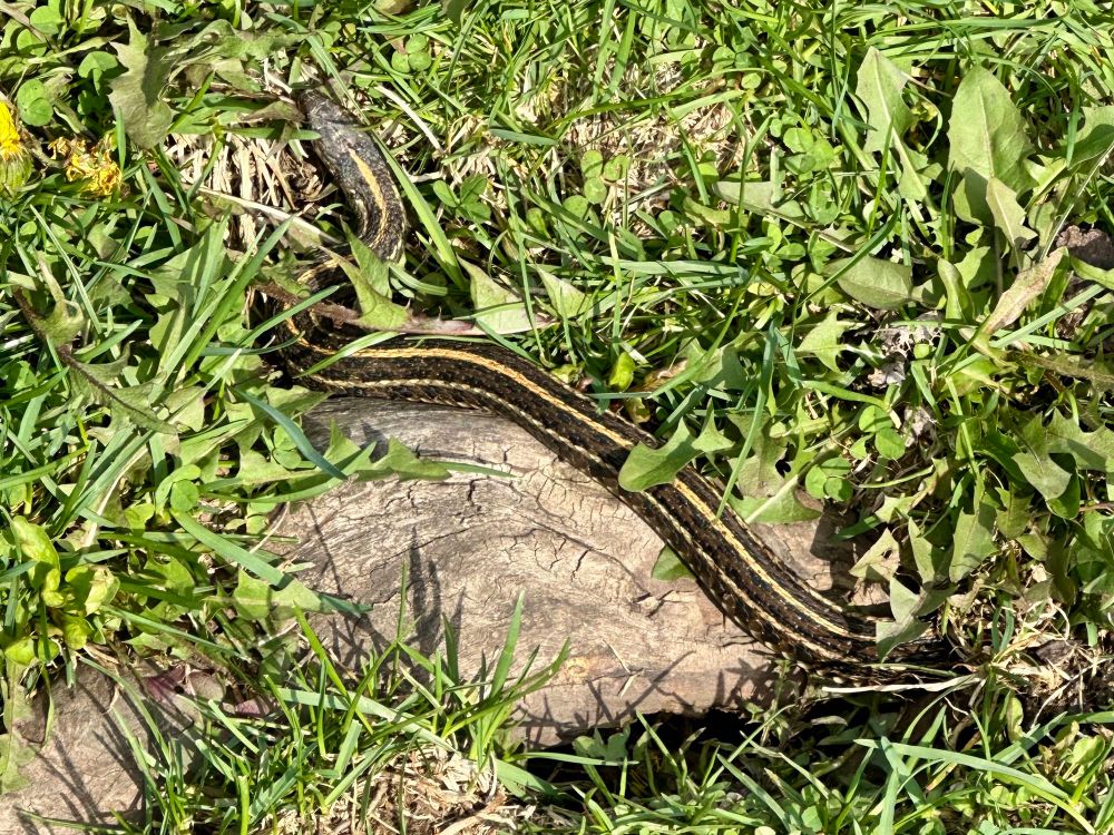 A garter snake sums itself on a dried out tree root sticking out of a dandelion-filled lawn. 
