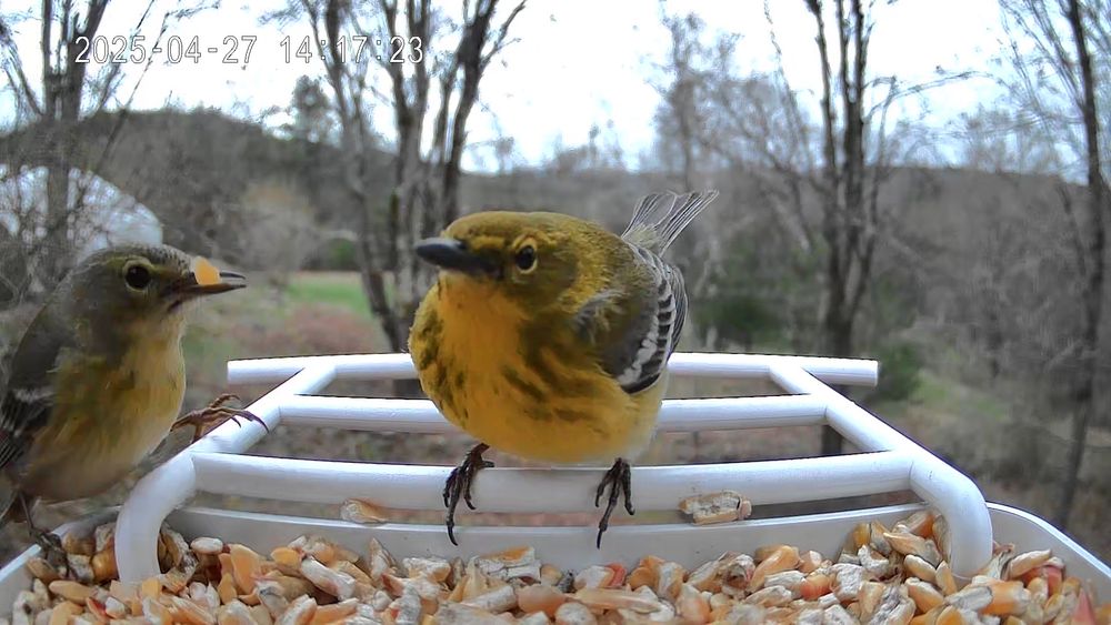A pair of yellow birds with black and white striped wings, male and female, at a bird cam