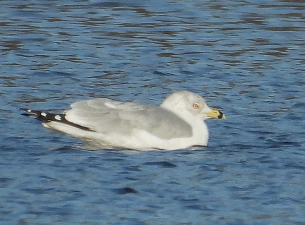 Ring-billed gull