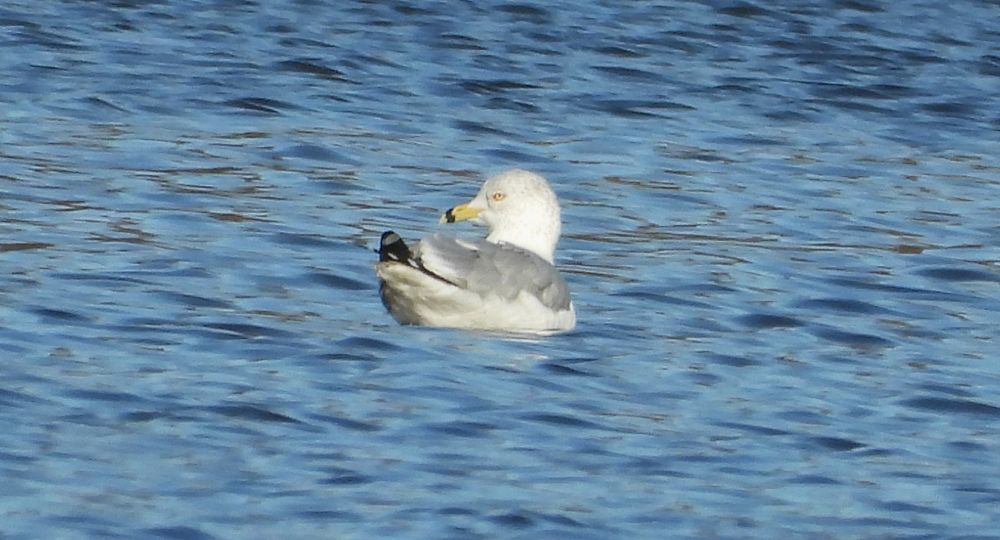 Ring-billed gull